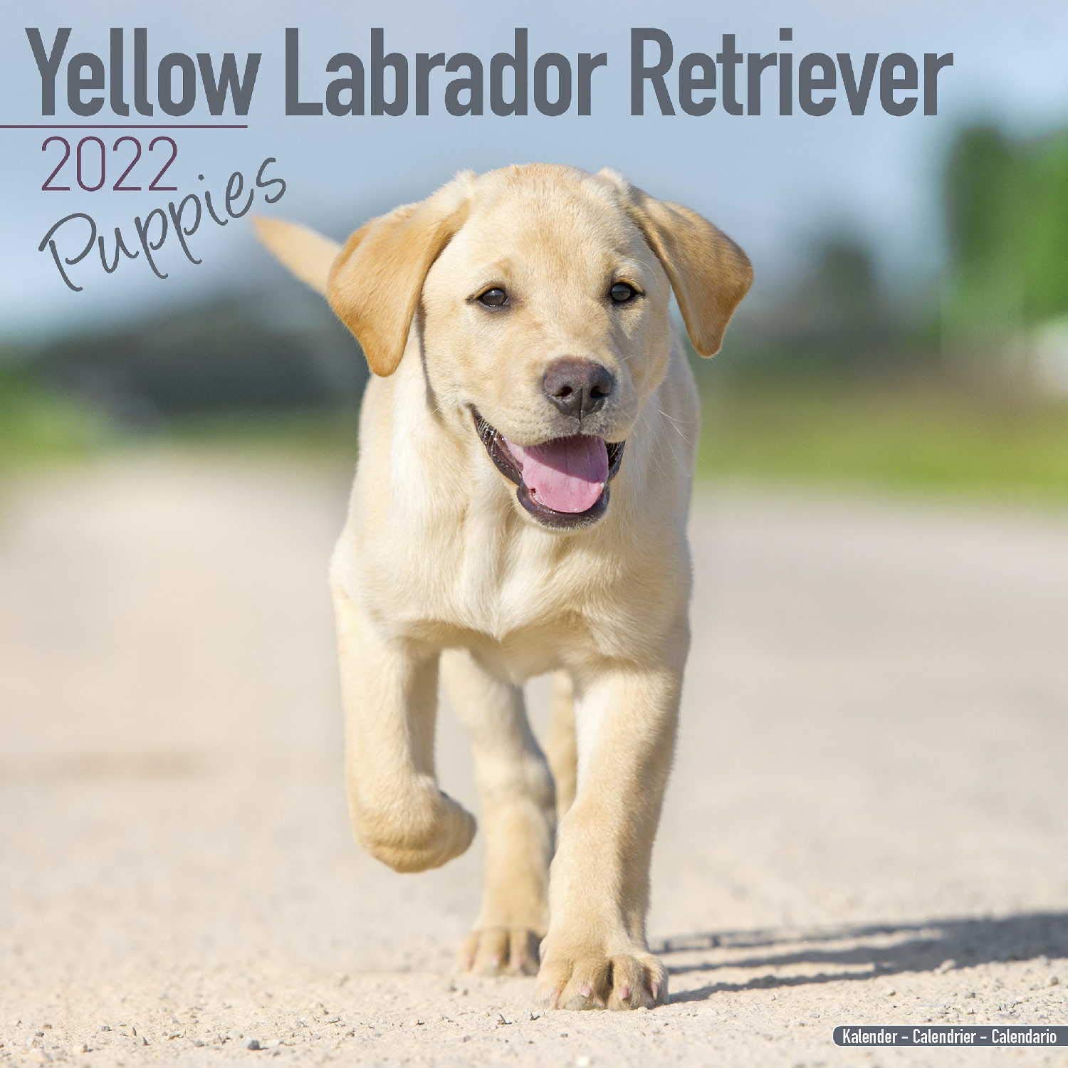 Lab Puppies Calendar Yellow Labrador Retriever Puppies Dog Breed