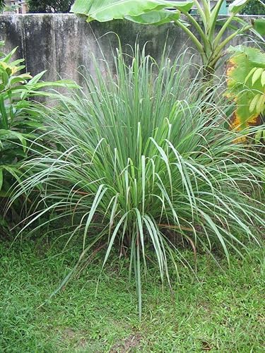 Miniatura 3 de Cymbopogon Nardus Citronella Grass  3 plantas vivas  Perfecto para jardines al aire libre y decoración de patio, planta aromática fácil de cultivar