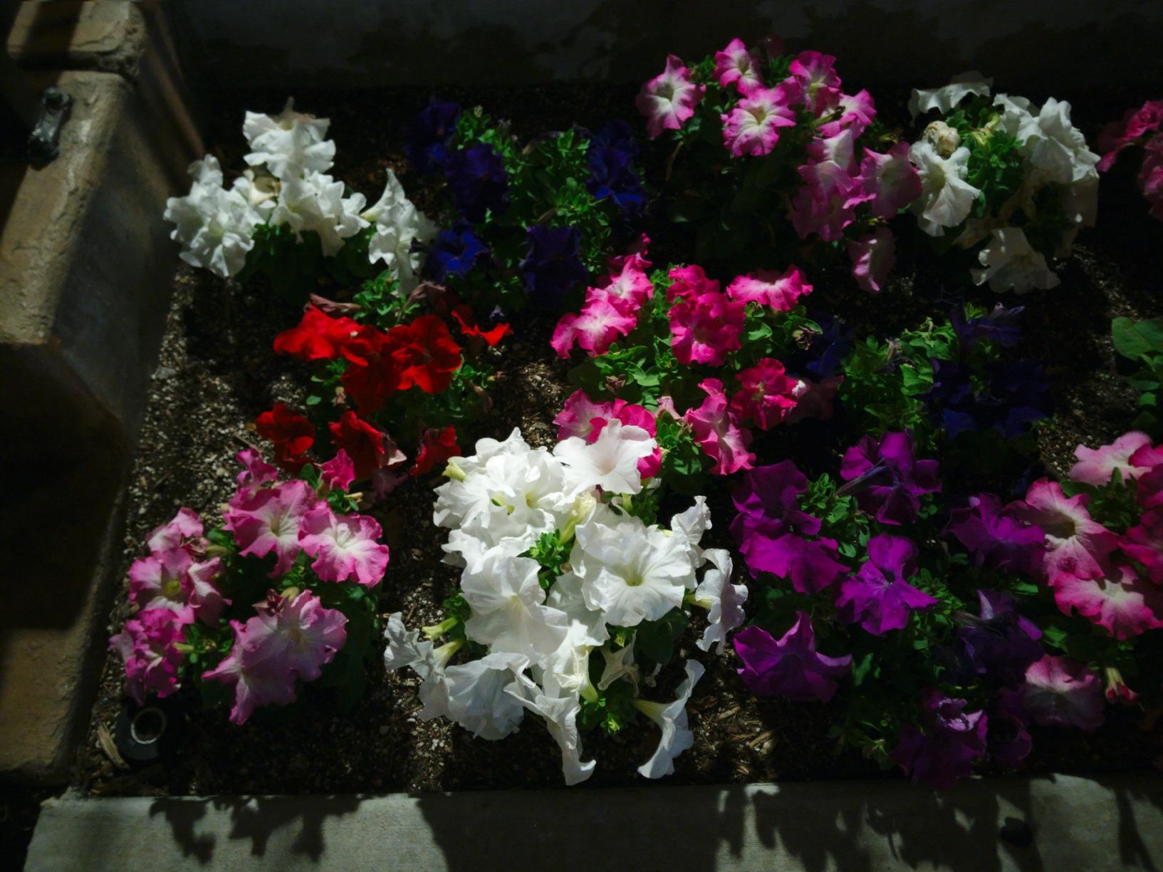 Decent phone for the price