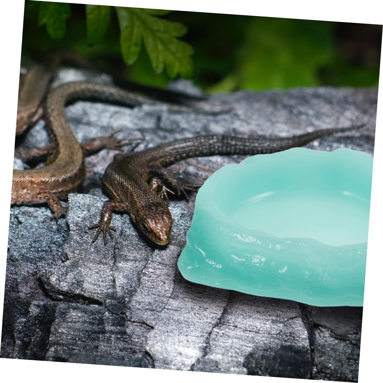 Milisten 2pezzi Ciotole per Rettili Ciotole per Notturne per Lucertole e Tartarughe Lavabili e Pratiche per Alimentazione Reptile