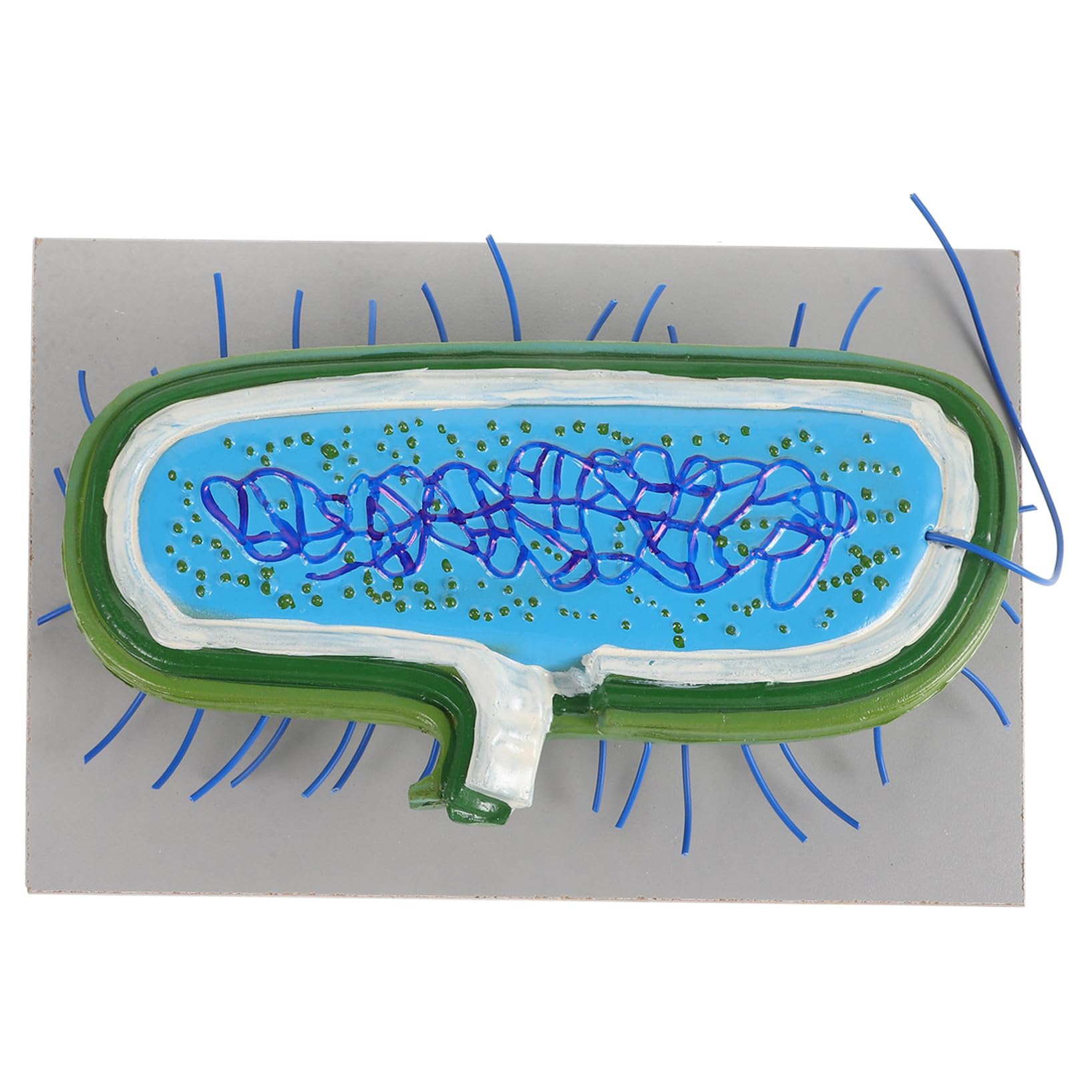 Modelli Didattici di Microbiologia in Pvc per Studenti Struttura Realistica e Design Estetico, Sussidi Didattici per L'insegnamento e Divulgazione Scientifica