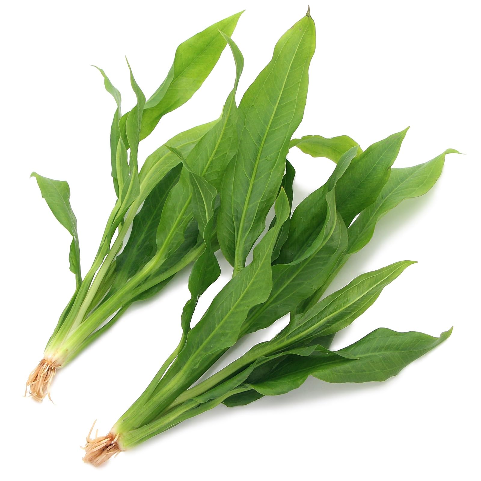 K2AQUA 2 x Large Echinodorus Amazonicus Live Aquarium Plants Amazon Sword for Aquascaping Freshwater Tropical Tank Decoration Easy Care