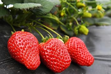 2000+ Red Climbing Strawberry Seeds Hydroponic Sweet Strawberry Seeds for Planting Heirloom Non-GMO Fruit Seeds