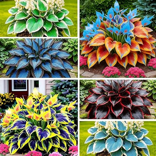 315+ Perennial Mix Color Hosta Seeds for Planting in Outdoor Garden