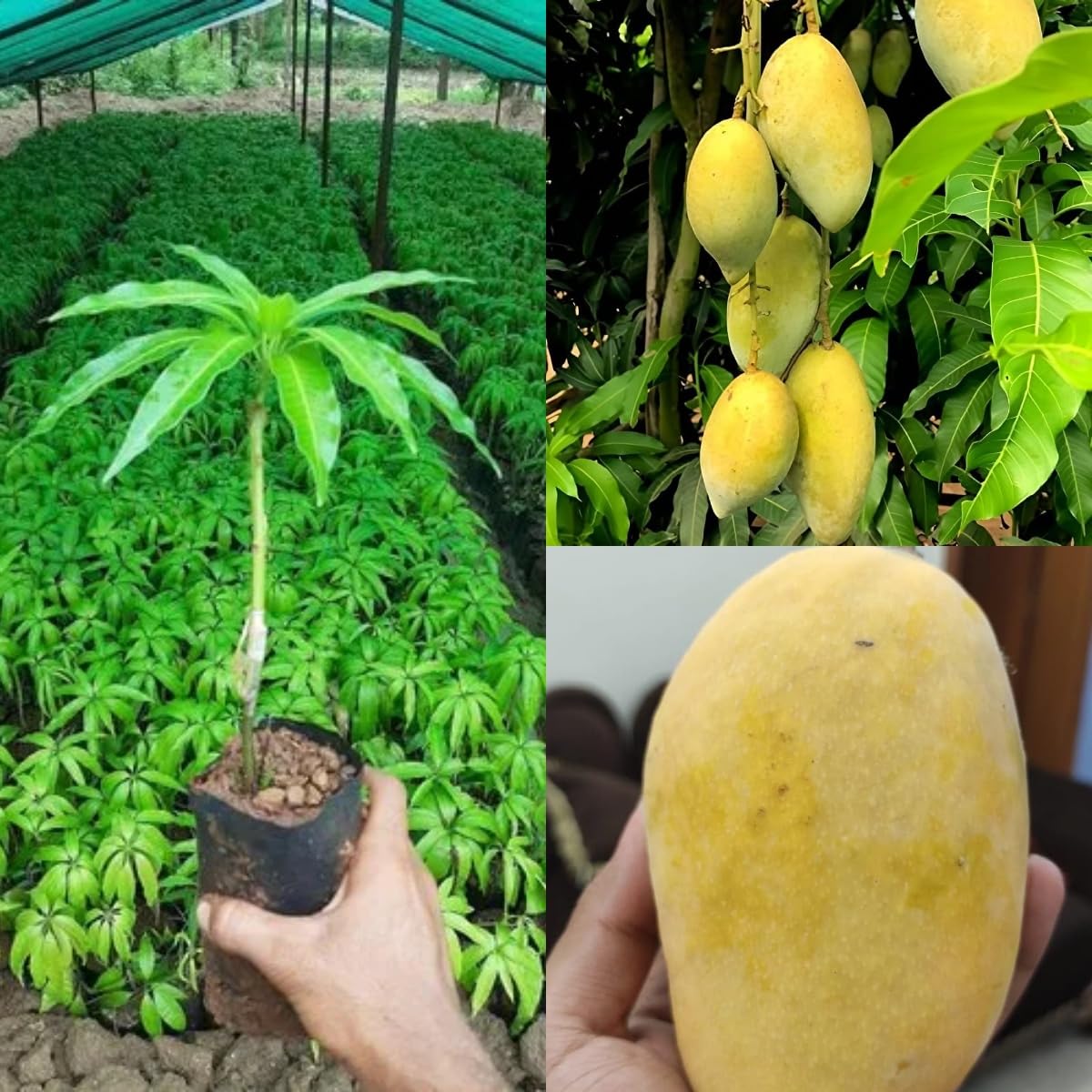 Sweet Chaunsa/Chausa Mango Plant (GRAFTED) Hybrid Cultivar India Varieties Aam Amba Tropical Fruit Tree "Fruit After 1 Year" Plant Height 1.5-2ft,CF_79-image-24