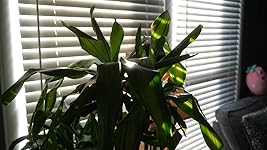 Review Image by Dustie waring