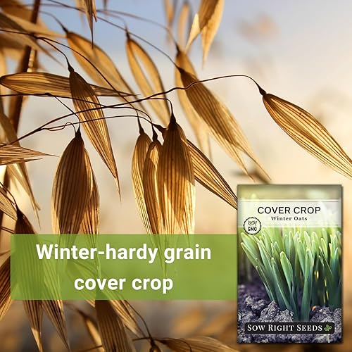 Miniatura 3 de Sow Right Seeds - Semilla de avena de invierno para plantar - Cubre los cultivos para plantar en tu huerto casero - Enriquece el suelo - Suprime las