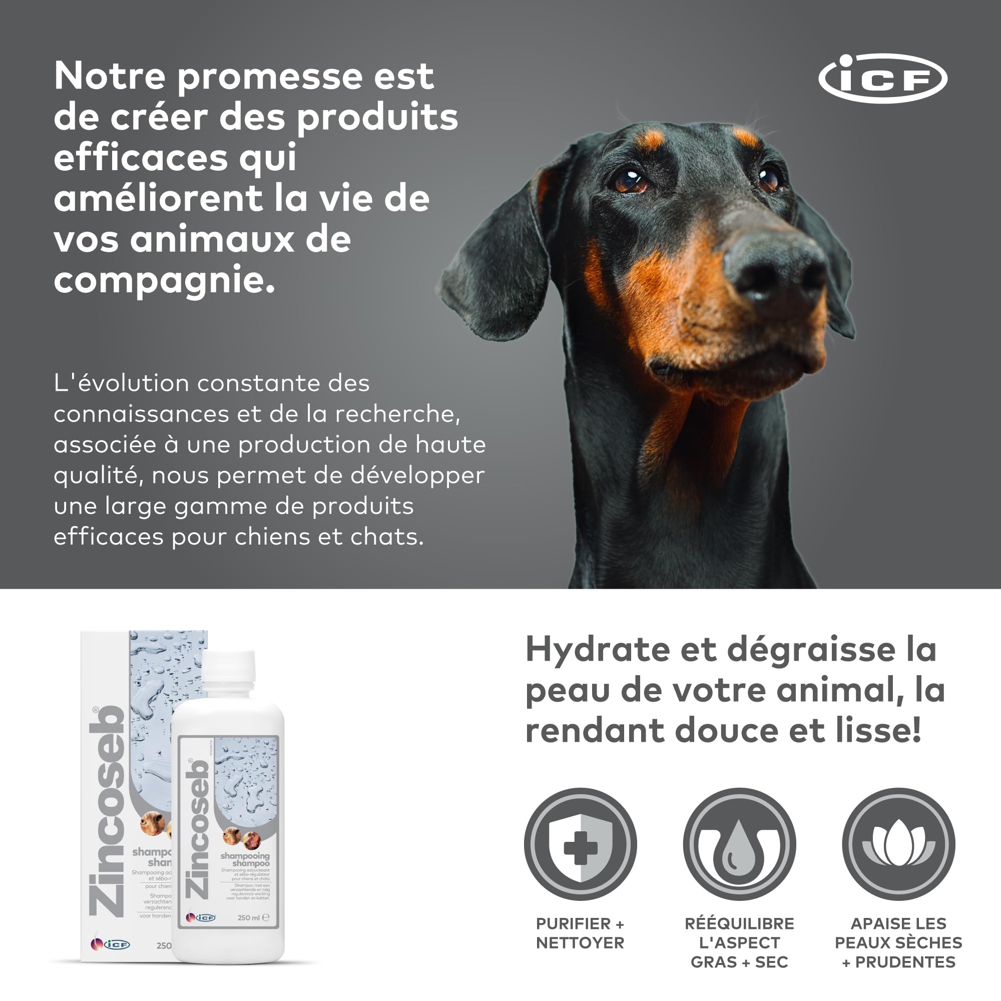 Zincoseb Shampooing | Shampoing Sébo-Régulateur et Hydratant pour Chien et Chat | Poil Sec, Terne ou Gras, Pellicules, Mauvaises Odeurs | Idéal pour la Peau Sensible du Chiot et Chaton | 250 ML