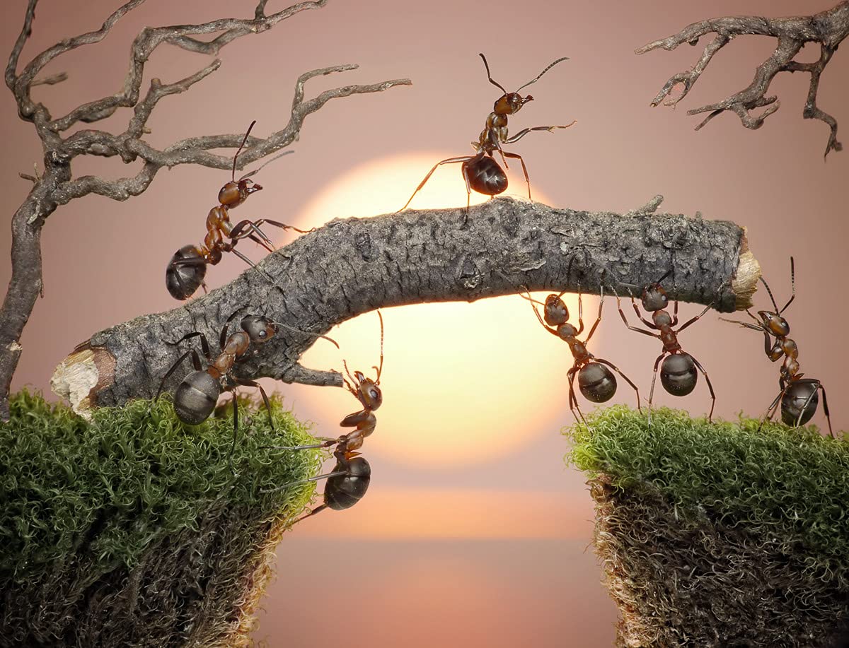 papermoon Ants Teamwork Non-Woven Photo Wallpaper Digital Print Including Paste Various Sizes, Green, 300 x 223 cm