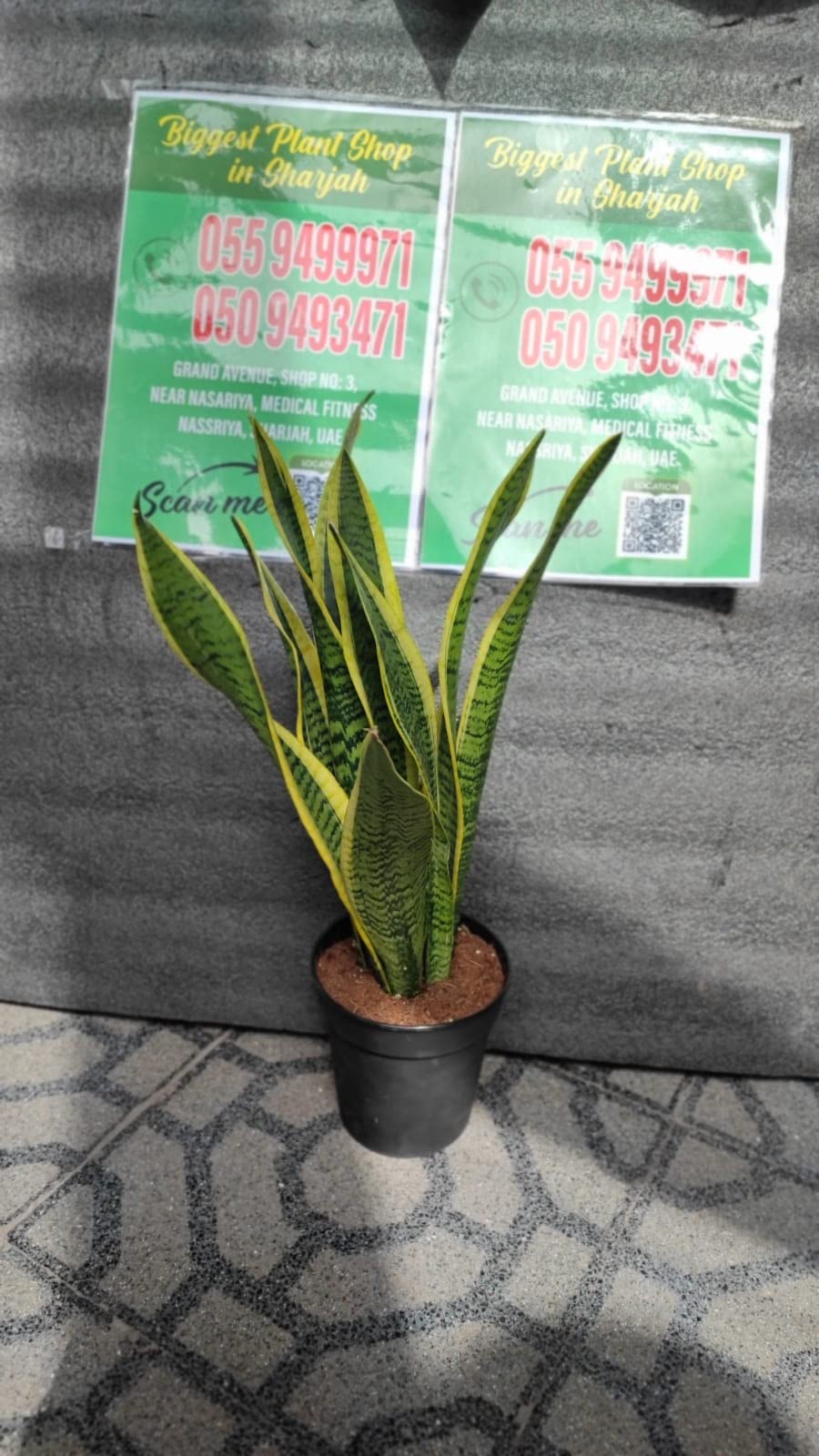 LIVE GREEN Healthy Snake Plant