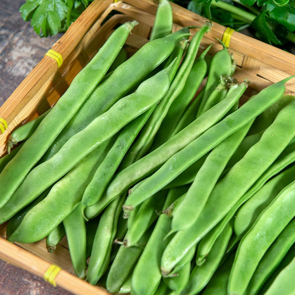 Climbing French Bean Tamara Seeds – Easy to Grow, with Flattened Pods & Good Diseases Resistance – for Your Beautiful Kitchen Garden