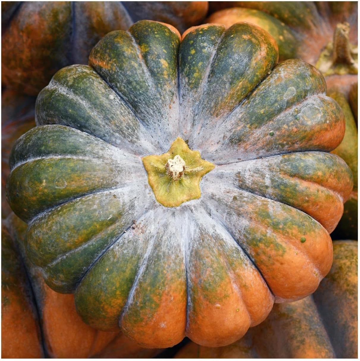 Everwilde Farms - 1/4 Lb Musquee de Provence Pumpkin Seeds - Gold Vault