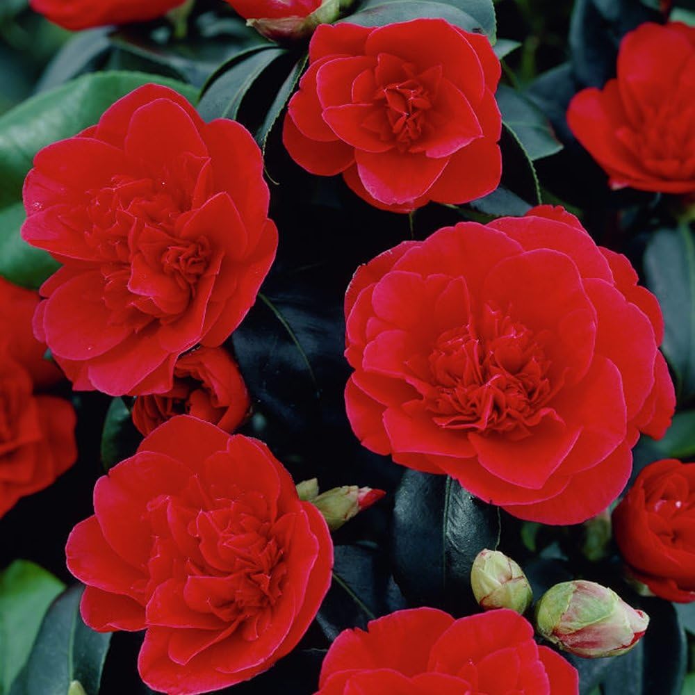 Camellia Japonica Lady Campbell Bushy Evergreen Garden Shrub Hardy Plant in Pot (9cm Pot, 20-30cm)