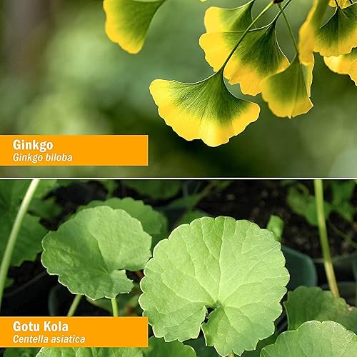 Miniatura 5 de Herb Pharm Fórmula de hierbas líquida para cerebro y memoria con ginkgo para memoria y concentración 1 onza