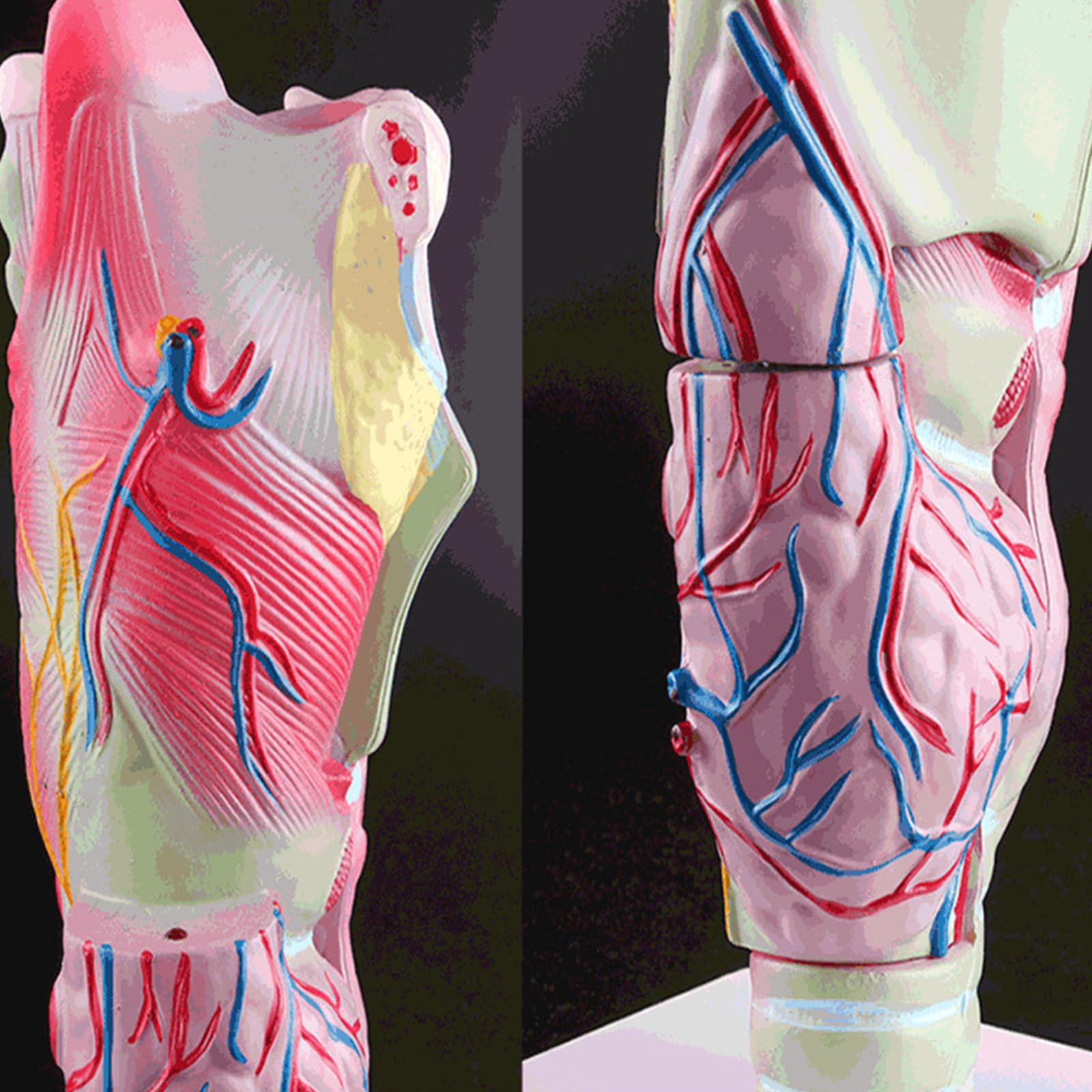 Modello anatomico della laringe Strumento per modello laringofaringeo del rinofaringe ingrandito Materiale didattico per lo studio della laringe Materiale didattico anatomico ingrandito umano
