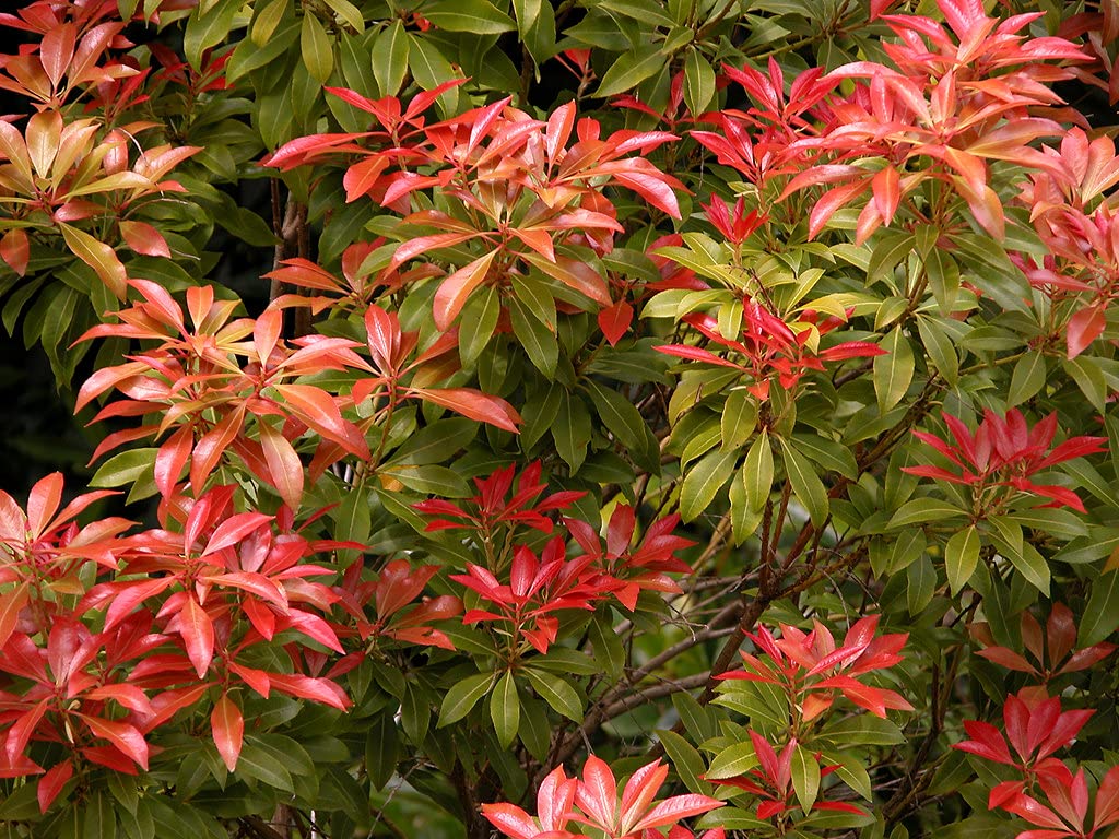 Pieris Japonica 'Mountain Fire' in 9cm Pots - Brilliant Flame Red Foliage - Flowers Late Spring, Early Summer (2 Plants)