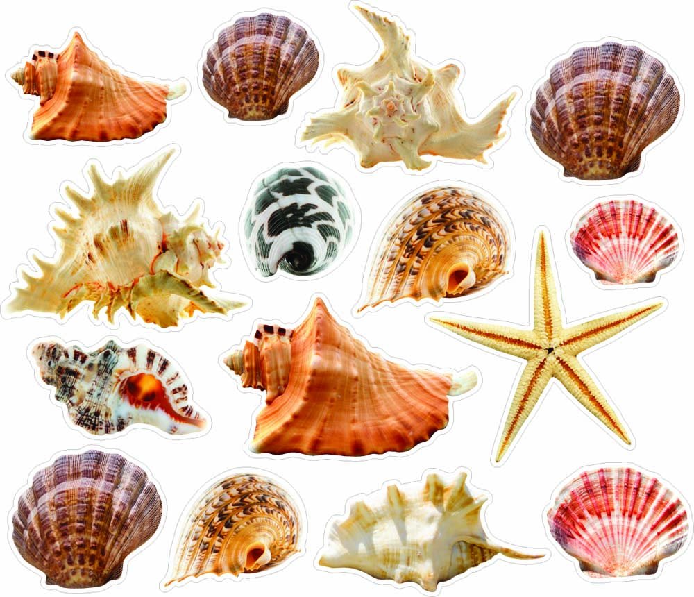 Wall Sticker Seashells and Starfish Colorful Removable and Repositionable Love Ocean Inspired Motivational Cute Wall Vinyl Art Wall Decor Sticker Decal