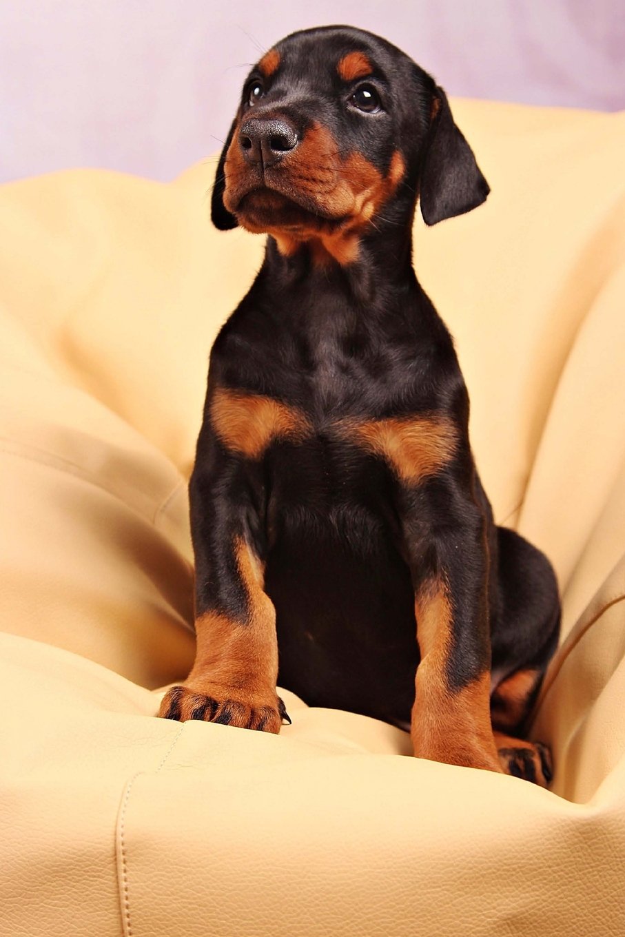 Doberman Puppy Dog Journal: 150 page lined notebook/diary
