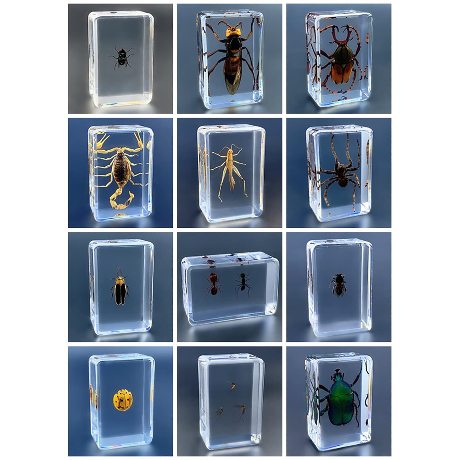 Buy Insect Specimen,Real Bugs Insect Marine Animal Specimen,Resin Desk