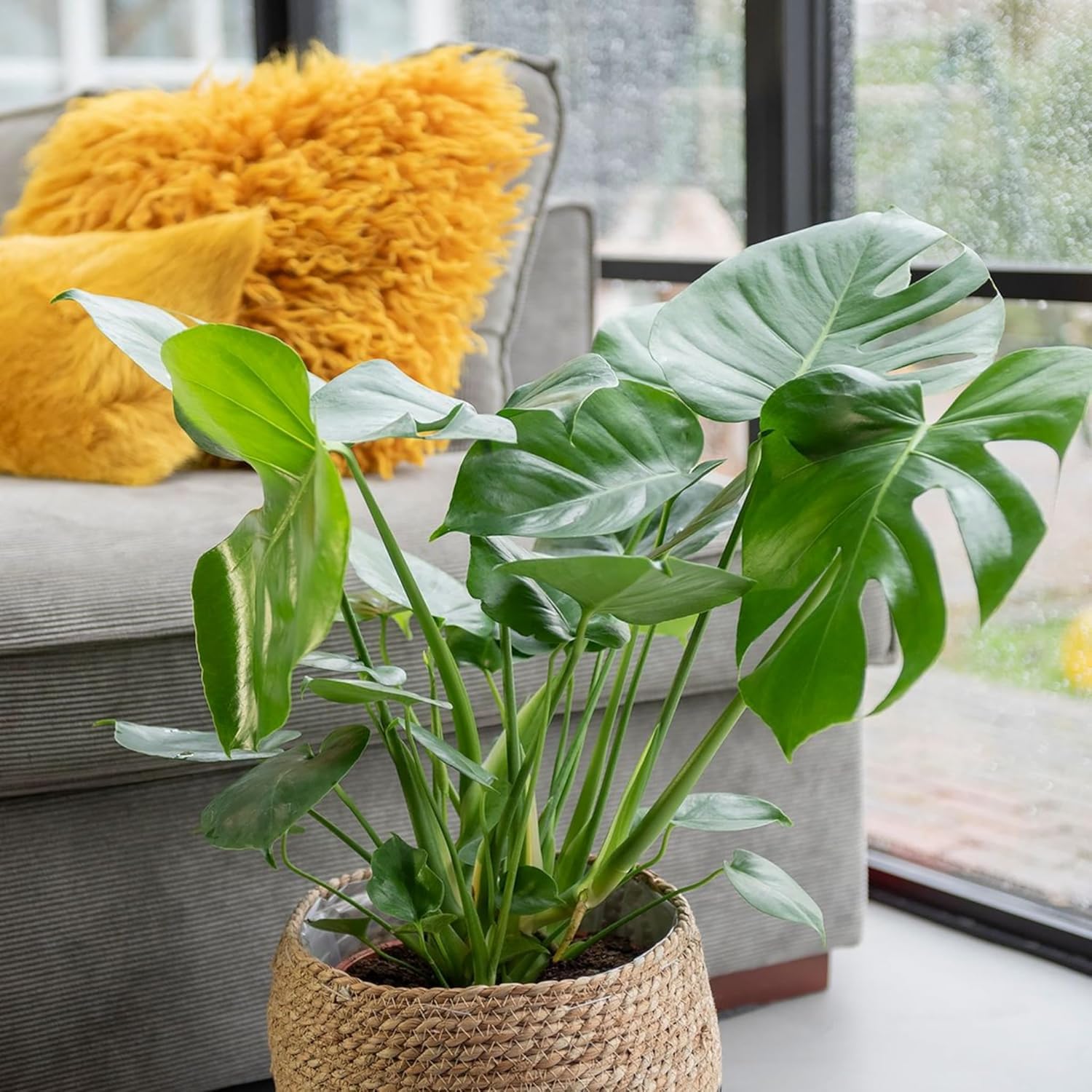 Happy Plants Monstera Deliciosa fensterblatt/lochpflanze 70 cm hoch, 17 -  Zimmerpflanzen Gro - Luftreinigende Pflanzen - Frisch aus der Grtnerei  (mit Topf, 70 cm) : Amazon.de: Garten