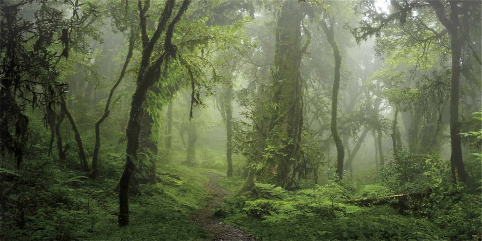 MIRRORANG 61x41cm Foggy Forest Terrarium Background Stone Green Tree Reptile Habitat Background Tropical Rainforest Aquarium Background Durable Vinyl Background โ image 1