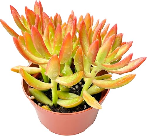 Suculenta de 4 pulgadas Sedum Adolphi Firestorm, suculentas vivas completamente enraizadas, de fácil cuidado, para proyectos de bricolaje,