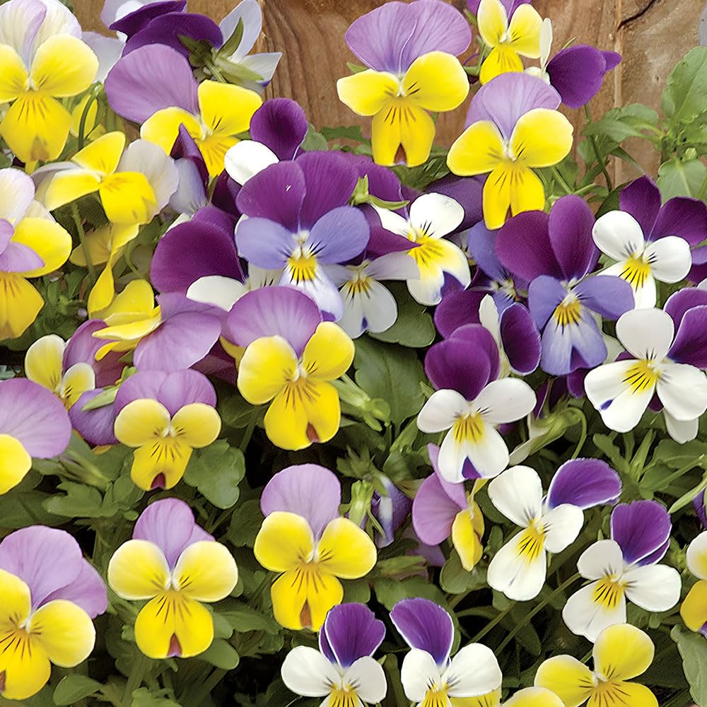 Viola Sweeties Seeds โ Covered in Flowers, Fantastic on the Patio โ Hardy Perennial โ for Your Beautiful Garden