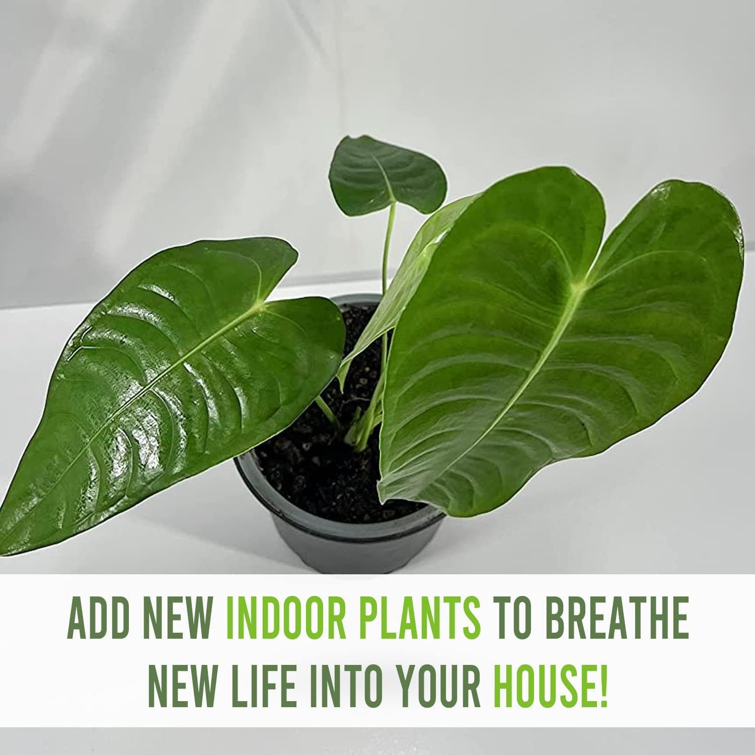 LEAL PLANTS ECUADOR Anthurium Veitchii Type| Exotic Green Indoor House Plant| Live Elephant Ear| Unique Air-Purifying Anthurium for Home & Office Decor, Unique Gift for Plant Lover