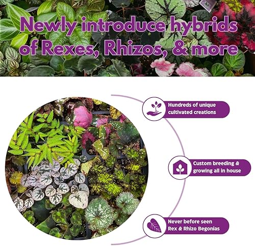 Miniatura 6 de BubbleBlooms Peperomia - Juego surtido de macetas de 4 pulgadas, juego de 3, sandía, mármol, ondulación, rosso, molino de pimienta, Quito, Grower's