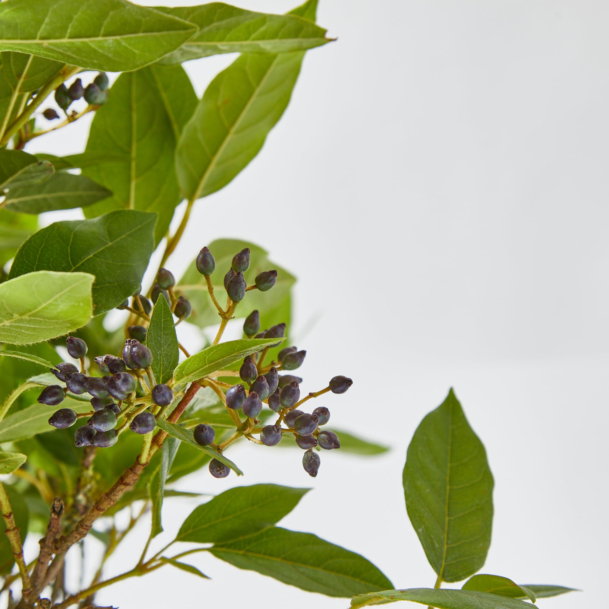 Verdecora Durillo en maceta 10L | Viburnum tinus | Planta de Interior y Exterior | Arbusto Natural | Follaje Persistente y Flores Fragantes | Ideal para Decoración y Setos