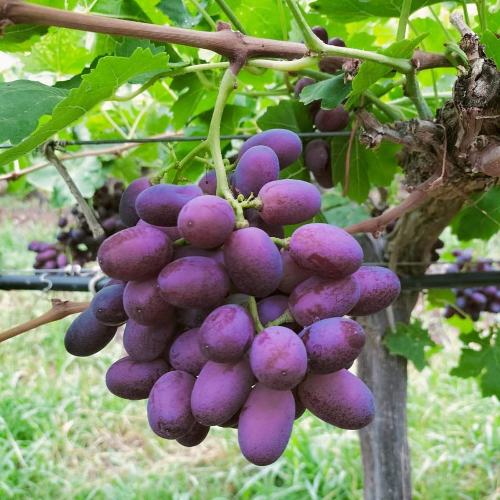Ggrape Bare Root,Good for Containers Finger Grape Root, Excellent Display, Grape Vine Plant-4 Roots-E