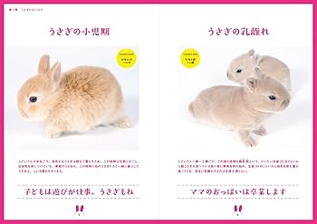 うさぎとはじめる新生活 | 高見 義紀, うさぎとはじめる新生活