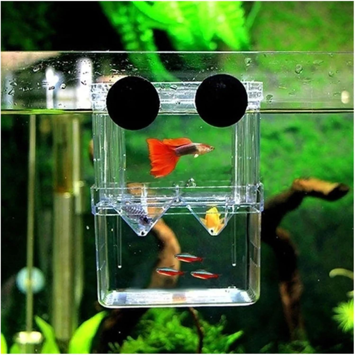High Definition Multifunctional Fish Breeding Isolation Box - Double Guppy Hatching Incubator for Aquariums(10x13x7cm)