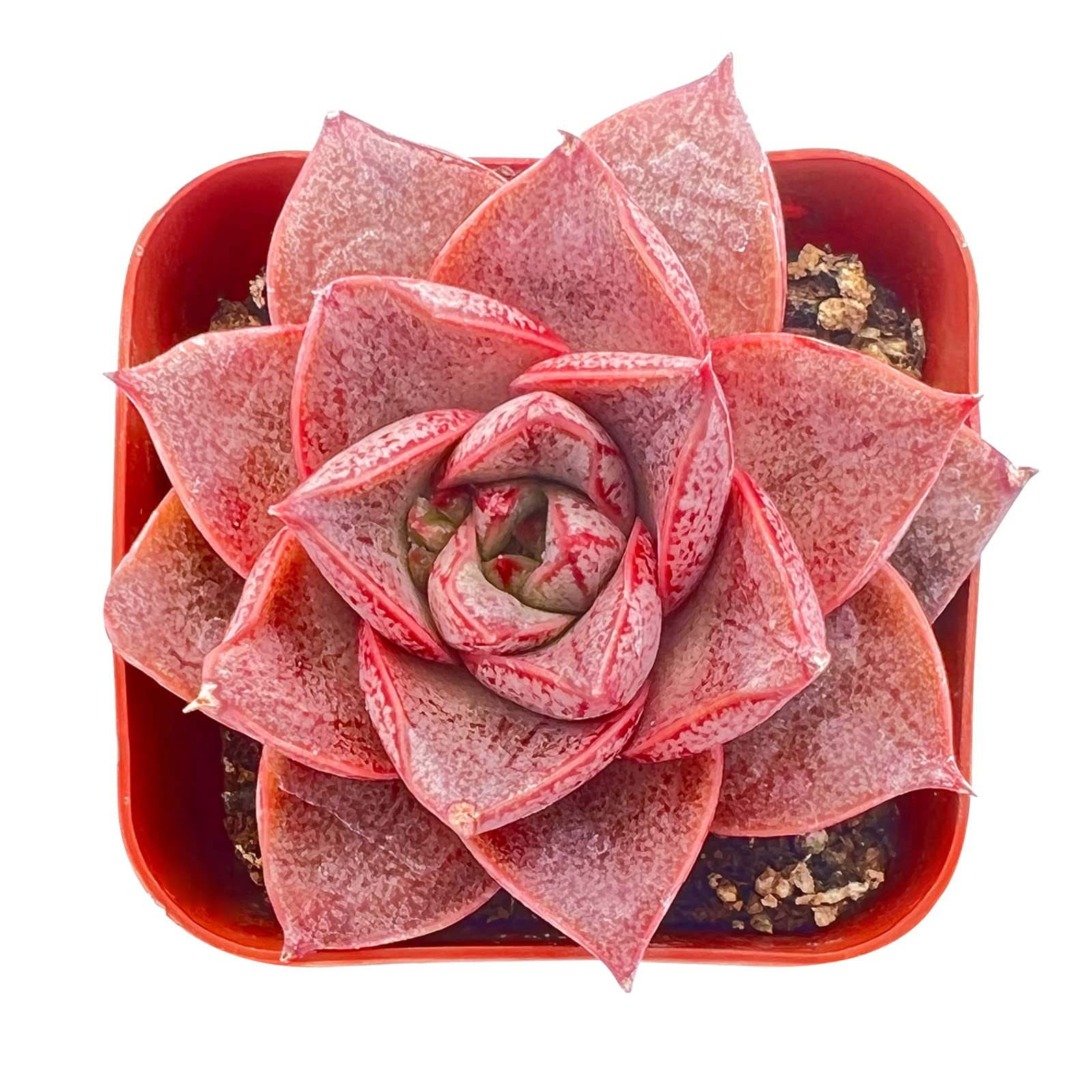 Sprout N GreenEcheveria Purpusorum, Rare Live Succulent Plant Fully Rooted in 2" Planter with Soil, Home Office Indoor Outdoor Wedding Decoration DIY Projects Party Favor
