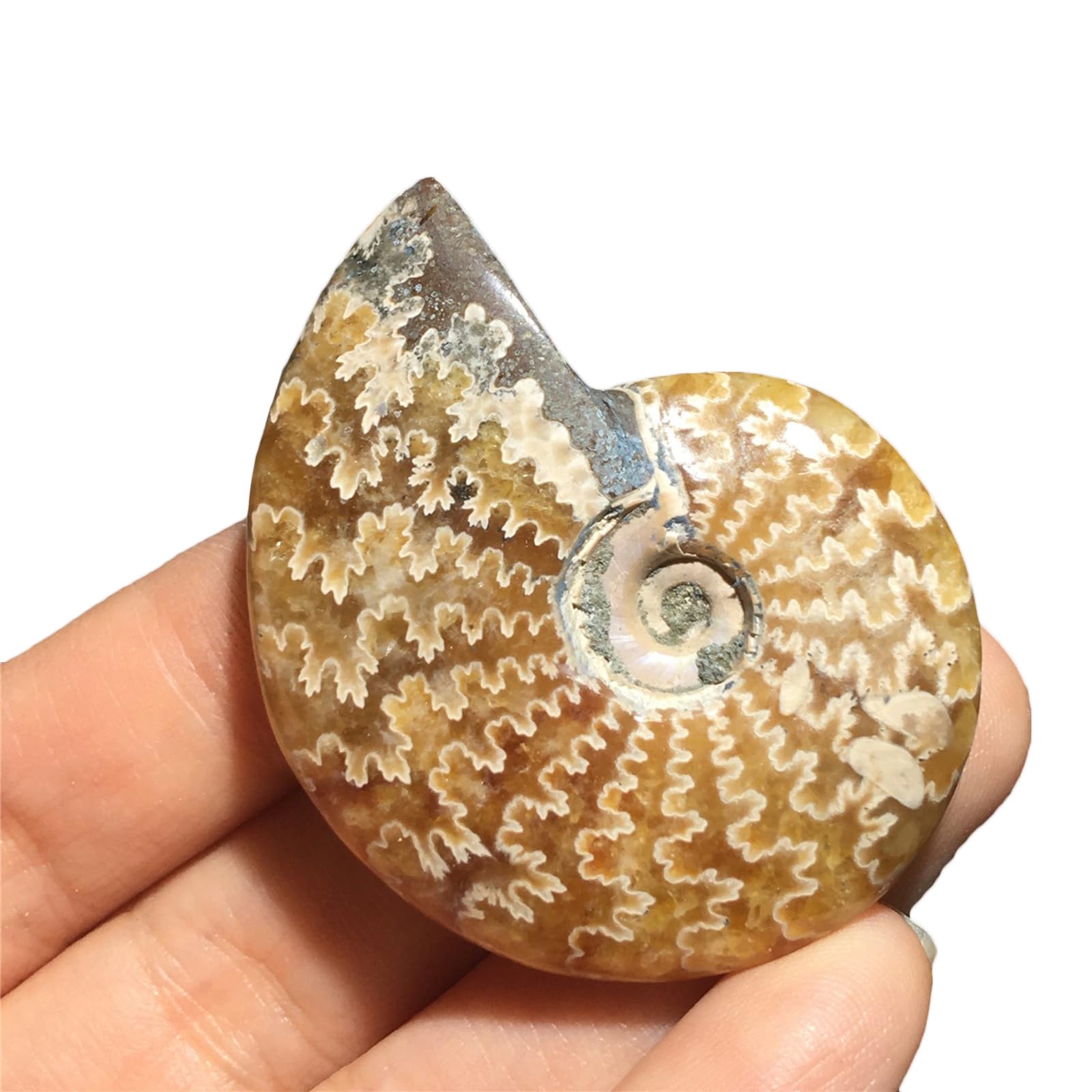 Specimen di Conchiglia Naturale Simile al Giada Fossile Paleontologico di Conchiglie per Collezioni di Fossili e Scopi Educativi 74mm