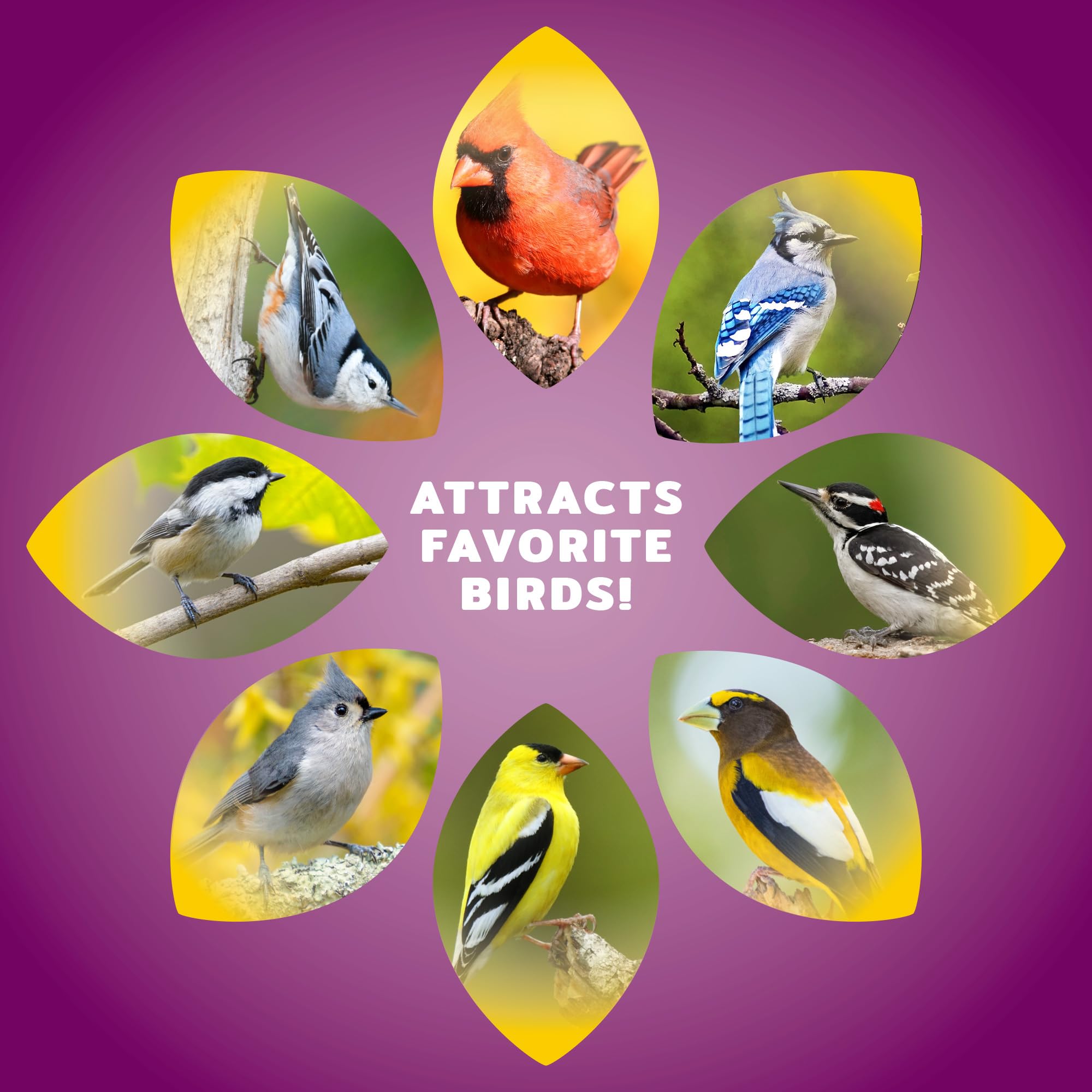 Audubon Park Nut & Fruit - Semilla de Aves Silvestres – 8 Libras Mezcla Premium con Semillas de Girasol, Cacahuetes, cártamo y Frutas secas - Alimento para pájaros para comederos Exteriores