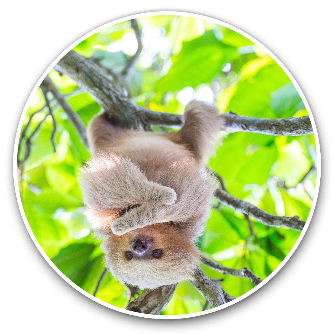Destination Vinyl Ltd Cheeky Hanging Sloth In Jungle 21429 Vinyl Stickers (Set Of 2) 15Cm - Cheeky Hanging Sloth In Jungle Laptop Tablet Luggage Scrapbook #21429