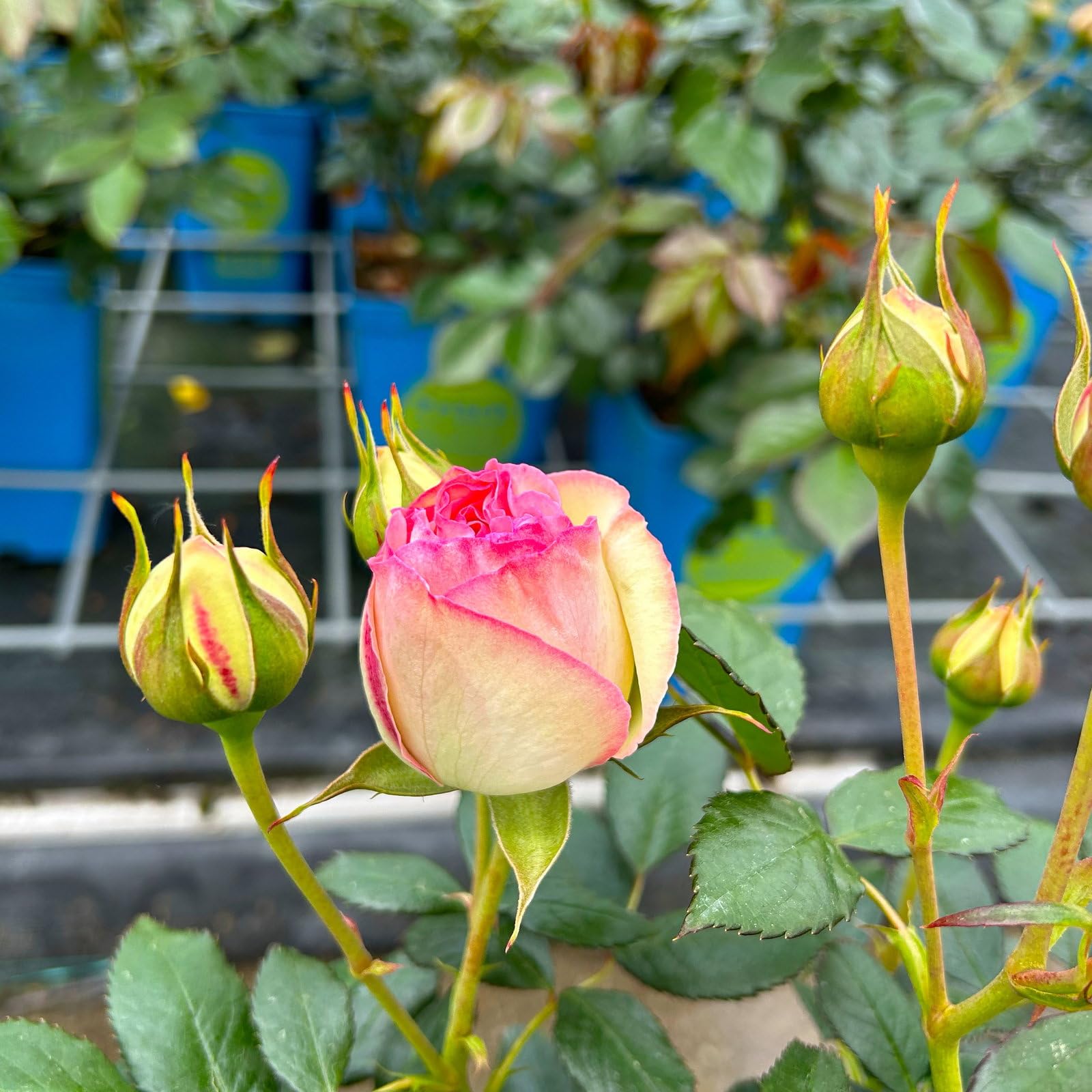Strauchrose „Eden Rose®“ - Hellrosa blühende Topfrose im 6 L Topf - frisch aus der Gärtnerei - Pflanzen-Kölle Gartenrose