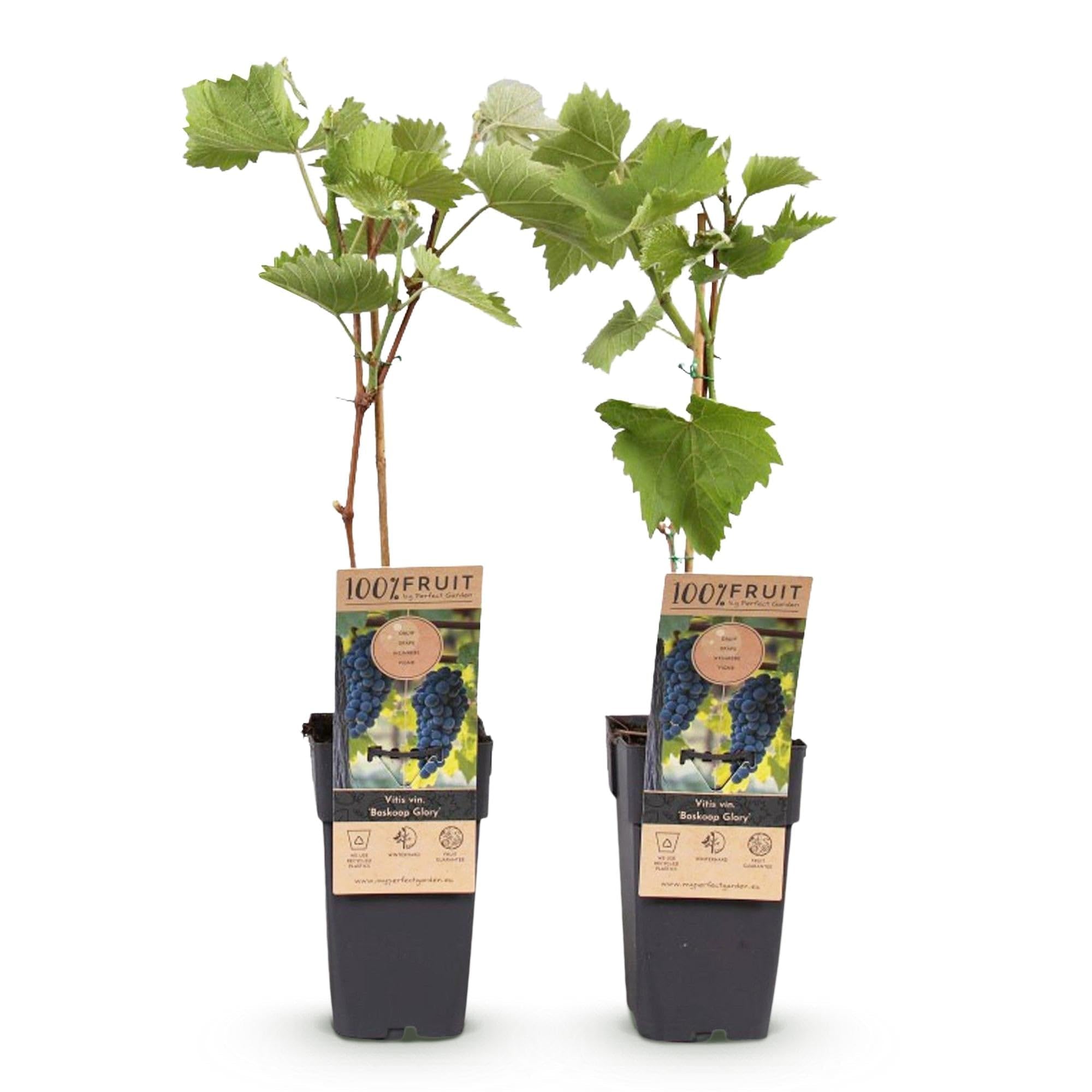 Winorośl – niebieskie winogrona – Vitis vinifera Boskoop Glory – 2 rośliny – roślina owocowa – doniczka 15 cm wysokość 50 cm