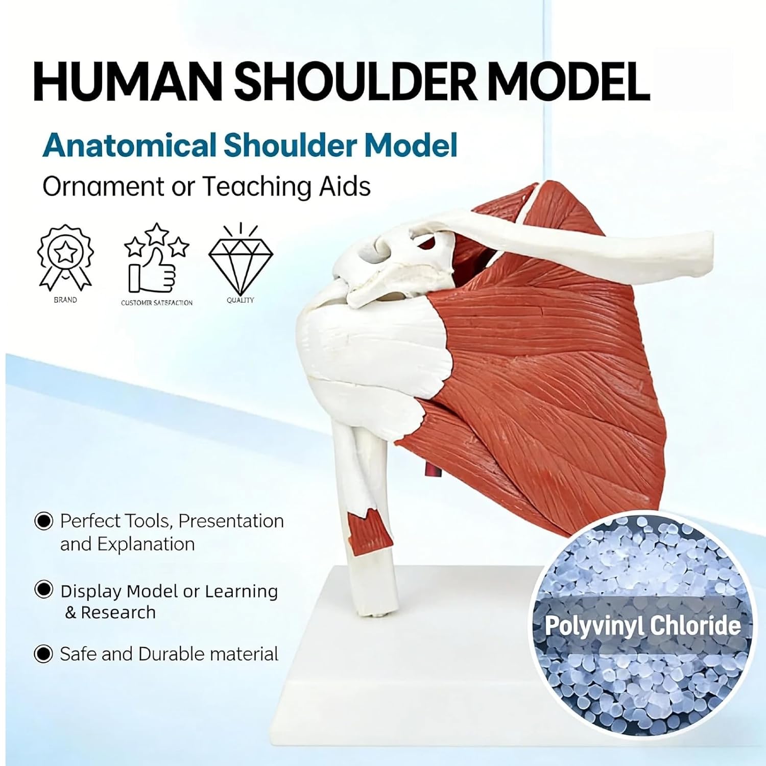Scapula Model,Uscled Shoulder Joint Anatomical Models, Human Body Model Right Shoulder Scapula Anatomy Model, with Ligaments Joint Bone for Medical Educational Teaching.