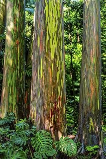Rainbow Eucalyptus trees (Eucalyptus deglupta) in a Hawaiian rainforest; Maui Hawaii United States of America Poster Print by Living Moments Media (13 x 20)