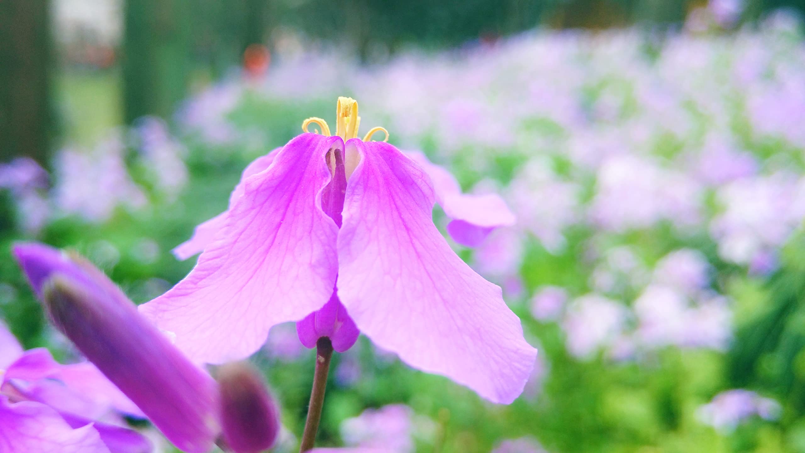 Beaconsfield Viola Seeds Approx 1000 Flower Seeds - Premium Non-GMO, Open Pollinated, USA Origin