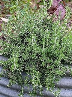 Rosemary 'Prostrate' Culinary Herb Plant Live Trailing, Ornamental, 3.5 inch Pot