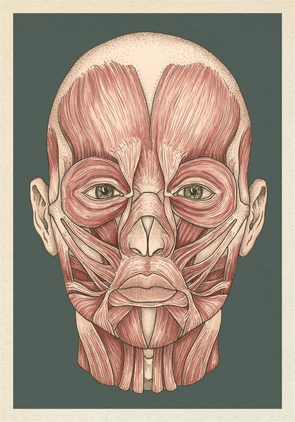 Anatomicum Postcard Box: by Katie Scott