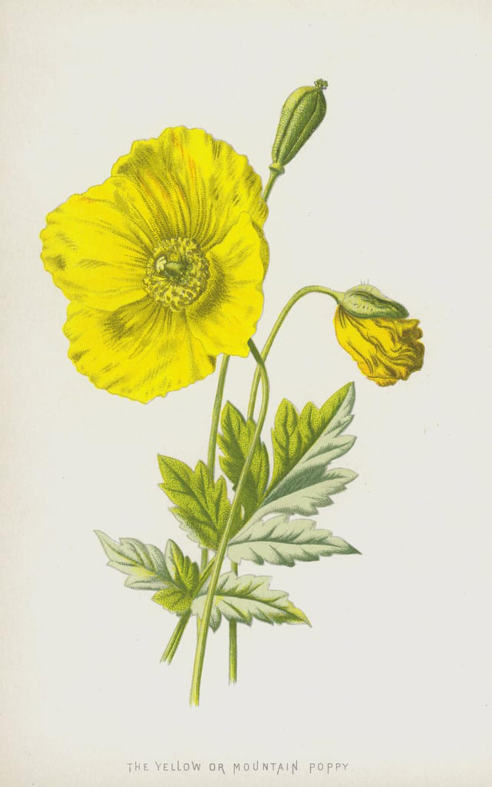 SERENDIPITP Aesthetic Poster Photo Wall Print Retro Picture the Yellow or Mountain Poppy by Frederick Edward Hulme Modern Wall Artwork for Home Decor 60x90cm