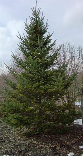 Miniatura 7 de Semillas de árbol - 30 semillas de abeto bálsamo, Abies balsamea (Fragrant Hardy Evergreen, Bonsai)