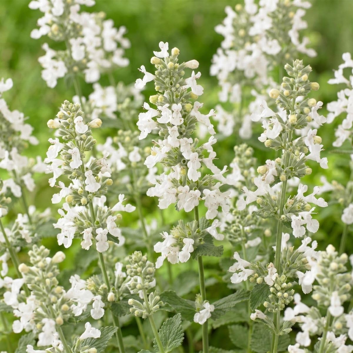 MyGreenHelp Nepeta 'Snowflake' - Piante in Vaso 11 cm - Nepeta Perenne Aromatica, Fiori Bianchi, Pieno Sole - Per Bordure, Aiuole e Vasi - Set 6 Piante