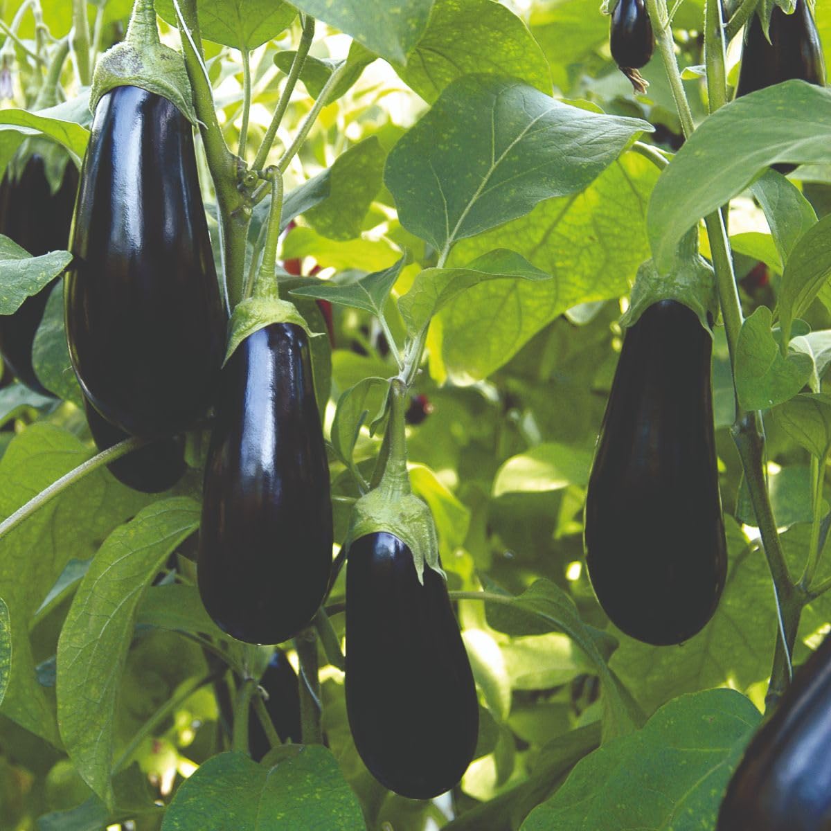 Aubergine Grafted Veg Plants 'Scorpio' Solanum Melongena Egg Plant Half-Hardy Annual Easy to Grow Your Own Garden Vegetables Supplied as x1 9cm Potted Plant by Thompson and Morgan (1)