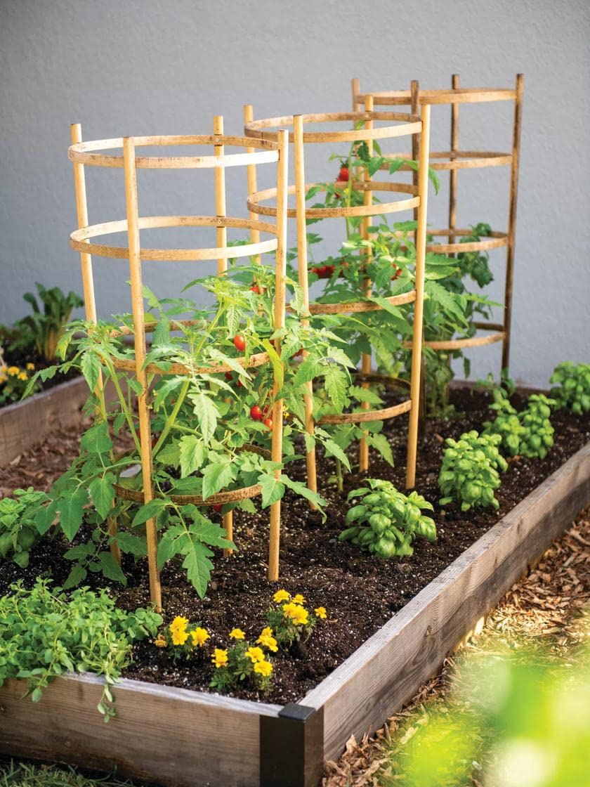 How Much Are Tomato Cages 7 Ways To Support Or Train Tomatoes: Cages,