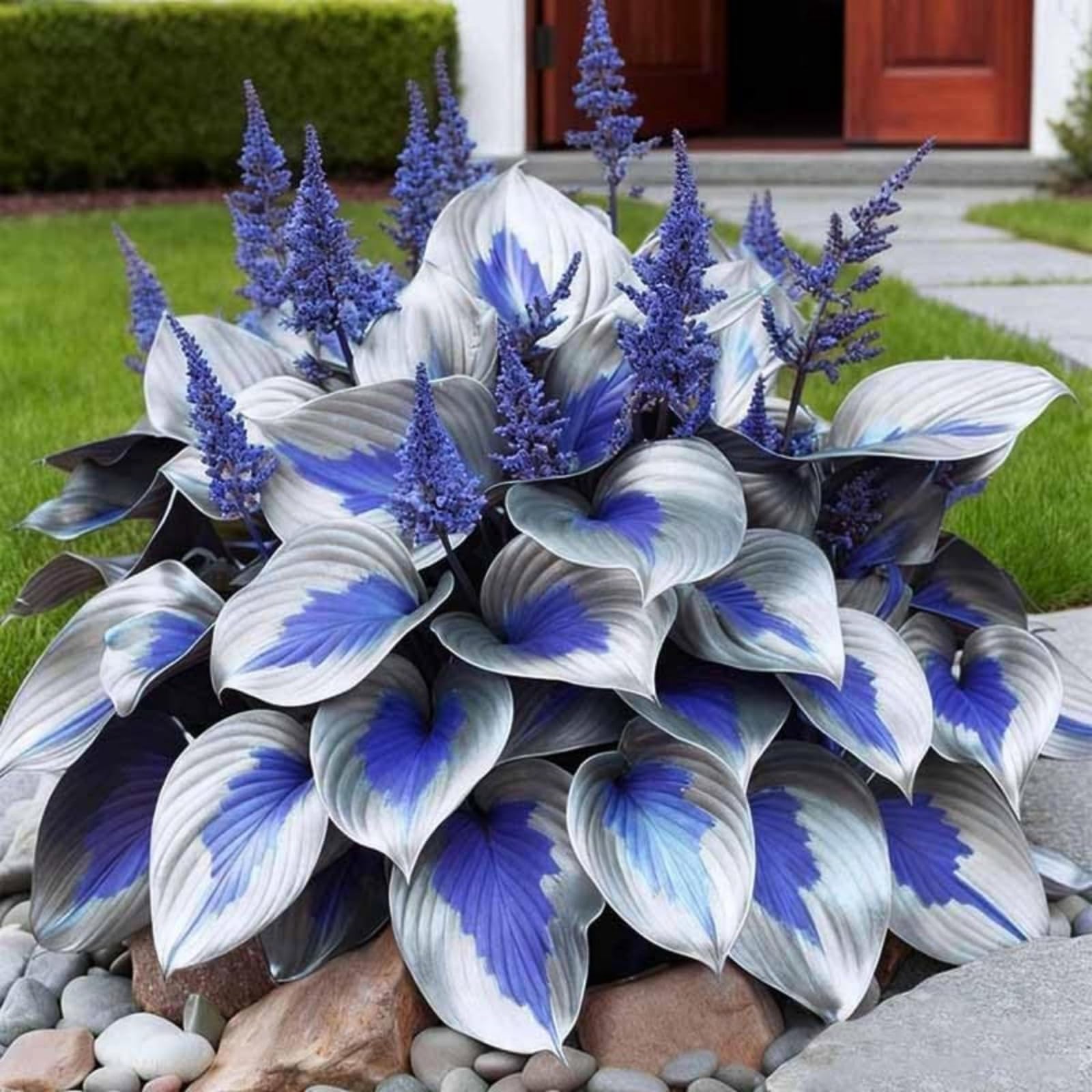 Radiant Hosta Bulbs Perennial UK, Rare and Beautiful Hostas Rhizome in Bulk,Planting for Stunning Garden Displays-10 Bulbs-A